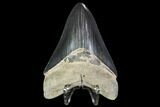 Serrated, Fossil Megalodon Tooth - Georgia #104982-1